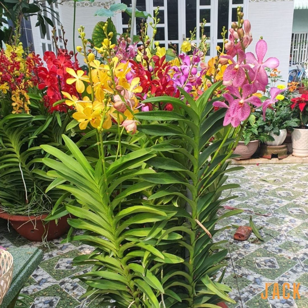  Combo 2 Cây Lan Mokara Đỏ Trưởng Thành Có Sẵn Hoa 70-80cm 