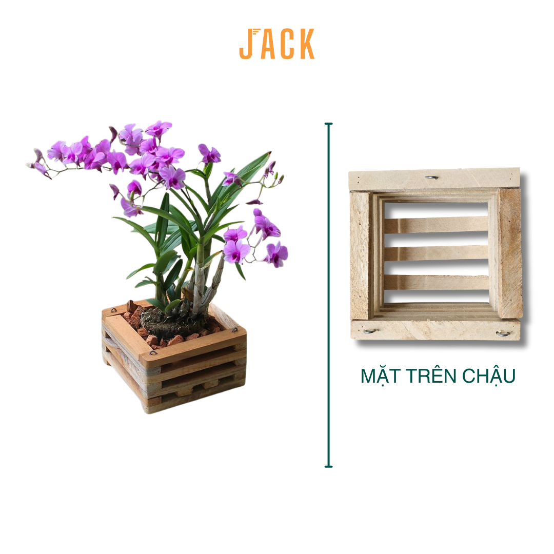  Chậu gỗ vuông trồng lan & cây cảnh cao cấp Jack kèm móc treo 