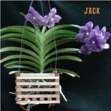  Chậu gỗ vuông trồng lan & cây cảnh cao cấp Jack kèm móc treo 