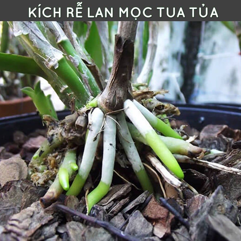  Phân bón tan chậm hữu cơ vi sinh Monrovia dành cho hoa lan 