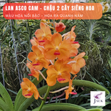  Chậu 2 Cây Lan Asco Cam - Vanda lai Ngọc Điểm Cực Siêng Hoa 