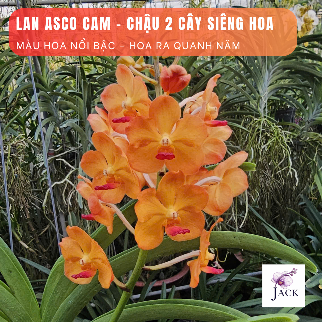  Chậu 2 Cây Lan Asco Cam - Vanda lai Ngọc Điểm Cực Siêng Hoa 