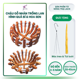  Chậu Gỗ Hình Quả Bí và Hoa Sen Tuyệt Đẹp Trồng Lan, Cây Cảnh 