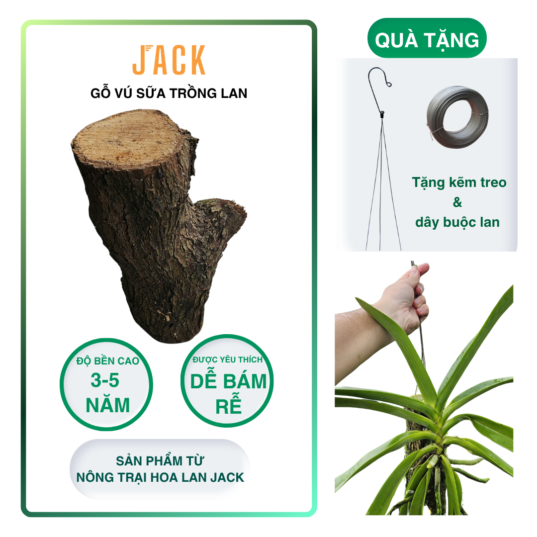  Khúc gỗ vú sữa trồng lan Jack – Siêu bám rễ, giữ ẩm tốt, kích thích lan sinh trưởng khỏe 