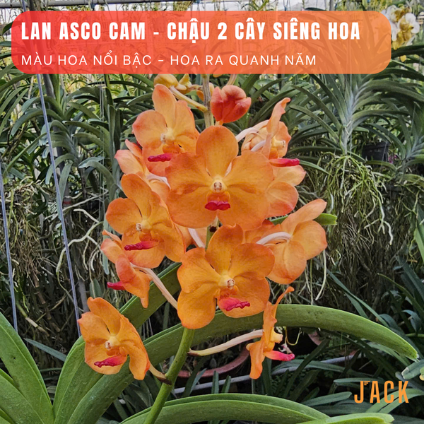  Lan Asco Cam dòng lan rực rỡ, dễ chăm, siêu sai hoa 