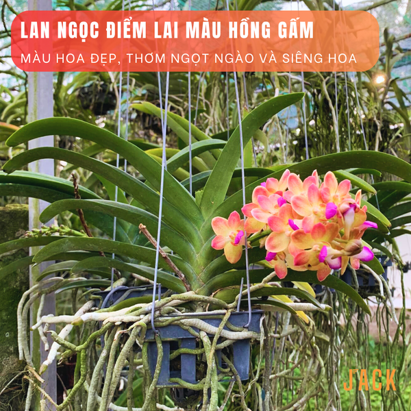  Lan Ngọc Điểm Lai Hồng Cánh Gấm Thơm Ngọt Ngào Hoa Quanh Năm 