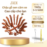  Chậu gỗ căm xe trồng lan Jack hình hoa sen cao cấp 