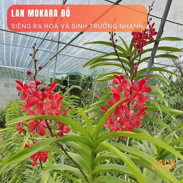  Combo 2 Cây Lan Mokara Đỏ Trưởng Thành Có Sẵn Hoa 70-80cm 