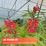  Combo 5 Cây Lan Con Mokara Nhiều Màu 