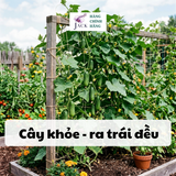  Phân bón tan chậm Rynan NPK 20-15-15 – Dinh dưỡng cân đối cho cây họ leo bầu bí, mướp, dưa leo 