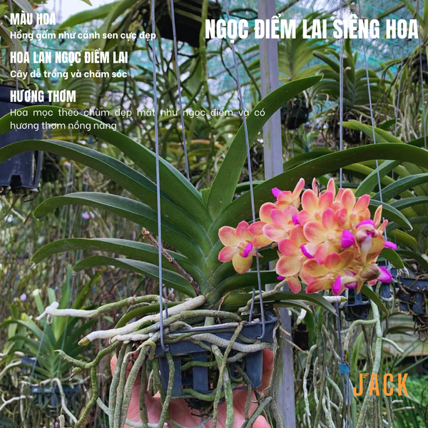  Lan Ngọc Điểm Lai Hồng Cánh Gấm Thơm Ngọt Ngào Hoa Quanh Năm 