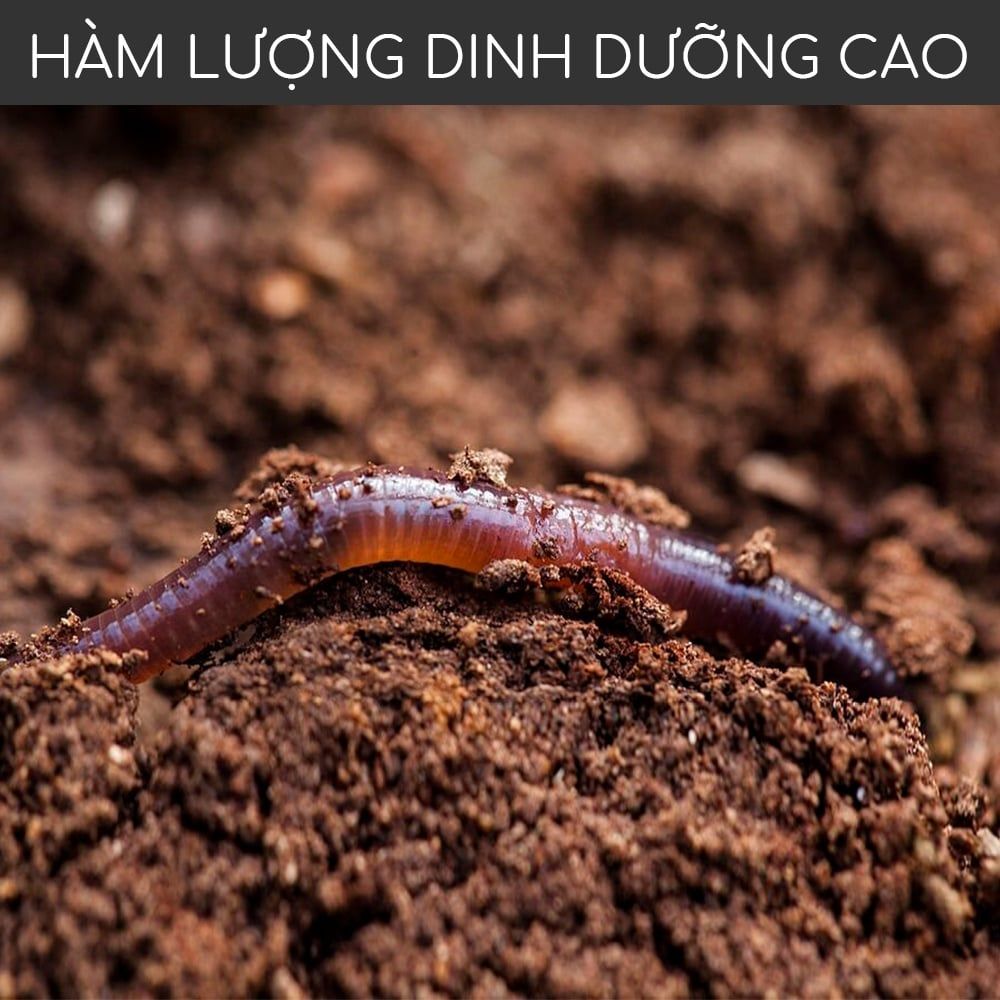  Phân trùn quế MONROVIA cho hoa, lan, rau, cây cảnh cao cấp 