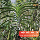  Lan Vanda Jack Tím Indigo - Quý Phái và Có Hương Thơm Thoảng 