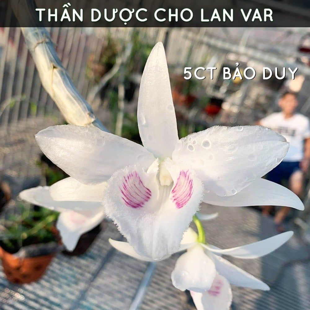  Phân bón tan chậm hữu cơ vi sinh Monrovia dành cho hoa lan 