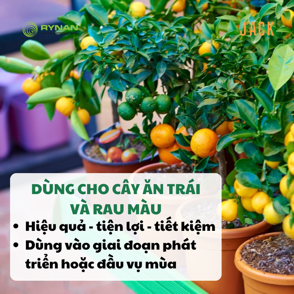  Phân bón tan chậm Rynan 19-19-09 – Dinh dưỡng cân đối, nuôi cây khỏe, trái bền 