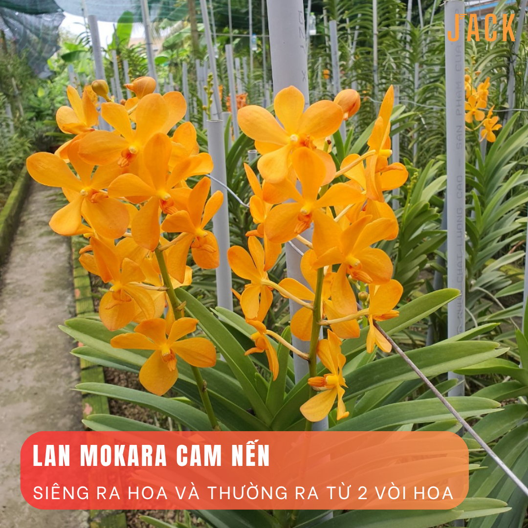  Combo 5 Cây Lan Con Mokara Nhiều Màu 