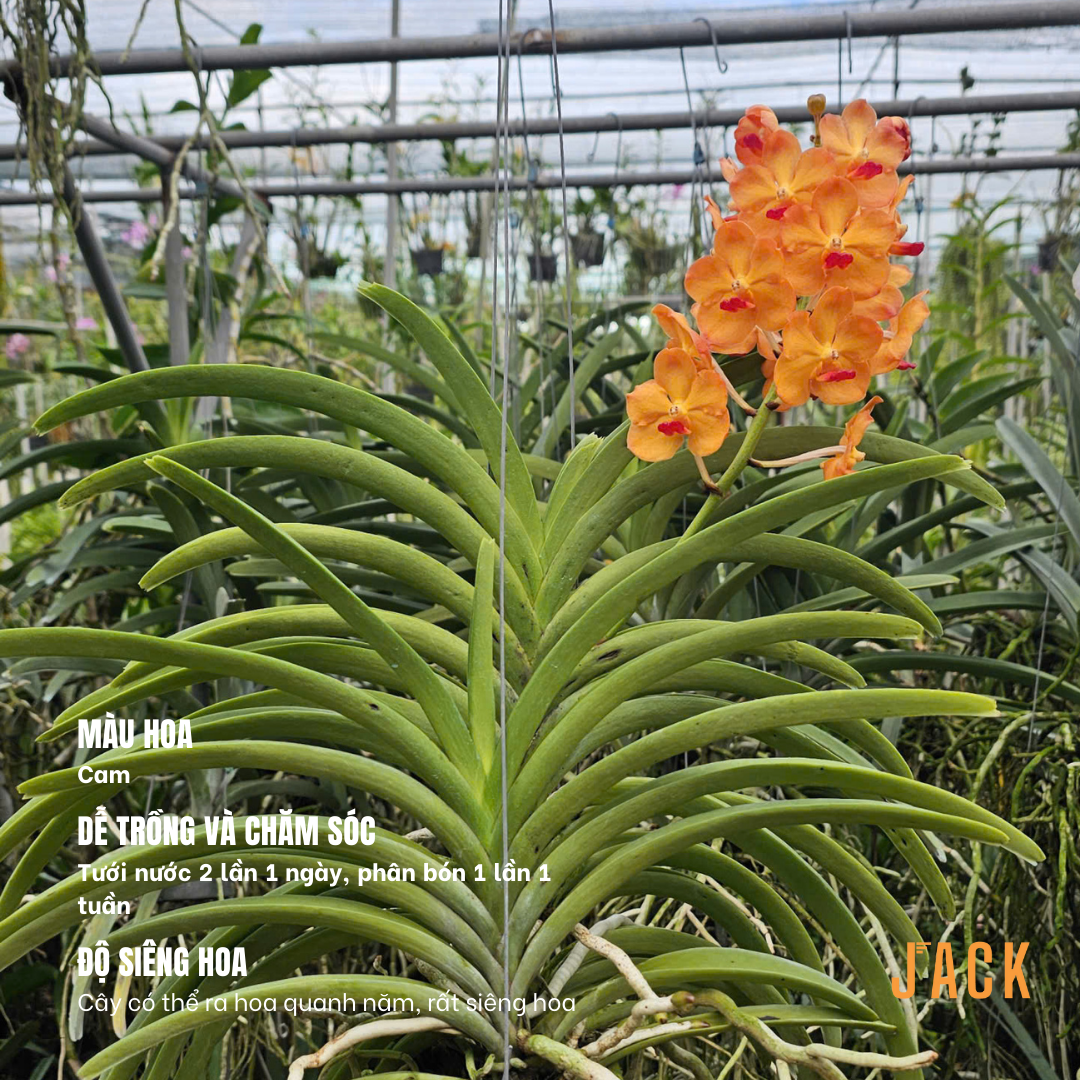  Lan Asco Cam dòng lan rực rỡ, dễ chăm, siêu sai hoa 