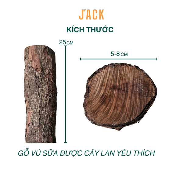  Khúc gỗ vú sữa trồng lan Jack – Siêu bám rễ, giữ ẩm tốt, kích thích lan sinh trưởng khỏe 