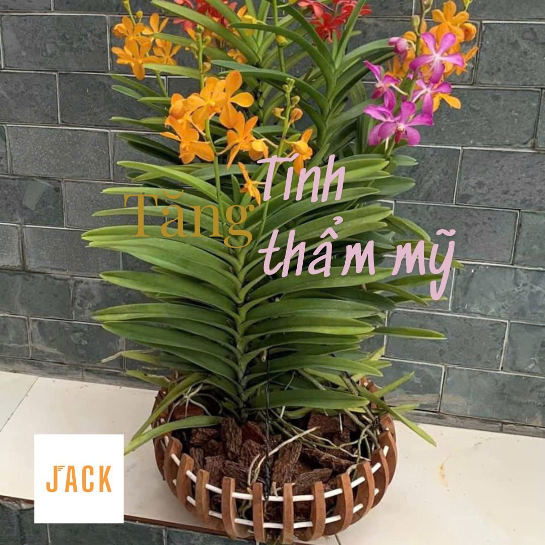  Giá thể Vỏ thông trồng lan Jack đã qua xử lý 