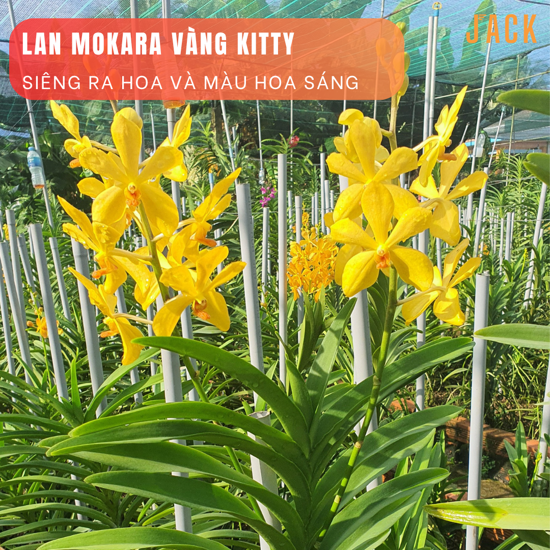  Combo 2 Cây Lan Mokara Vàng Trưởng Thành Có Sẵn Hoa 70-80cm 