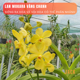  Combo 2 Cây Lan Mokara Vàng Trưởng Thành Có Sẵn Hoa 70-80cm 