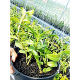  Phân bón tan chậm hữu cơ vi sinh Monrovia dành cho hoa lan 