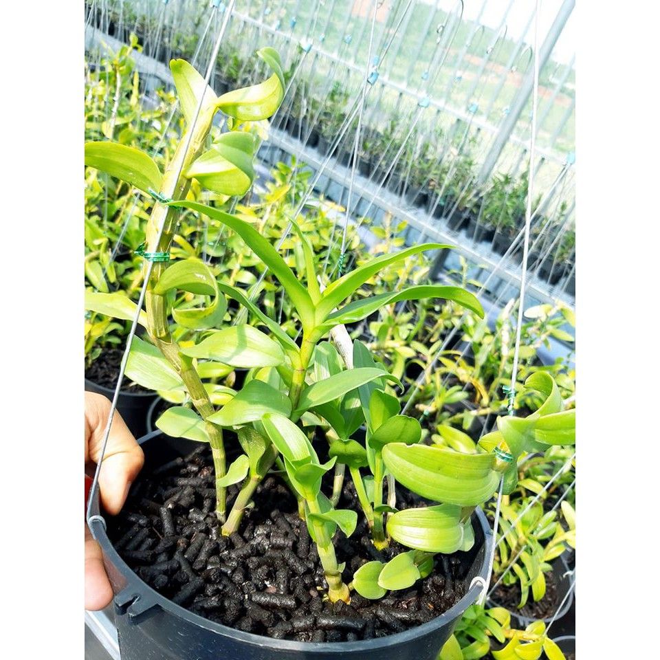  Phân bón tan chậm hữu cơ vi sinh Monrovia dành cho hoa lan 