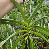  Khúc gỗ vú sữa trồng lan Jack – Siêu bám rễ, giữ ẩm tốt, kích thích lan sinh trưởng khỏe 