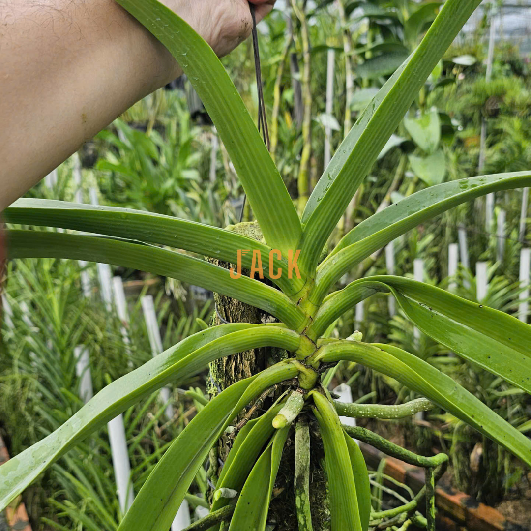  Khúc gỗ vú sữa trồng lan Jack – Siêu bám rễ, giữ ẩm tốt, kích thích lan sinh trưởng khỏe 