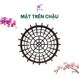  Chậu Nhựa Trồng Lan Hình Hoa Sen Jack - Nan Dày, Kèm Móc 