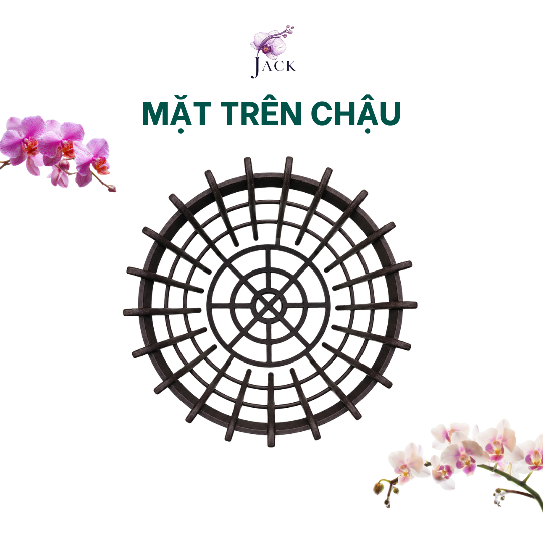  Chậu Nhựa Trồng Lan Hình Hoa Sen Jack - Nan Dày, Kèm Móc 