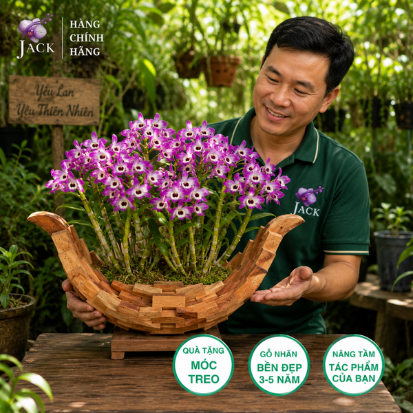  Chậu gỗ thuyền trồng lan và cây cảnh Jack thiết kế cao cấp 