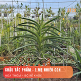  Lan Vanda Jack Tím Indigo - Quý Phái và Có Hương Thơm Thoảng 