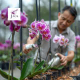  Giá thể Vỏ thông trồng lan Jack đã qua xử lý 