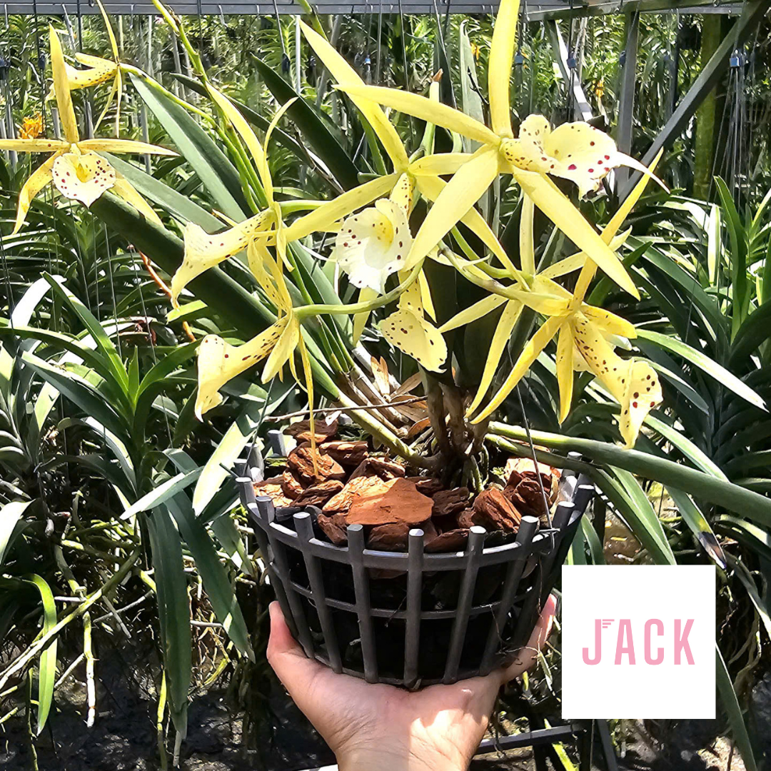  Giá thể Vỏ thông trồng lan Jack đã qua xử lý 