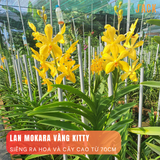  Combo 5 Cây Lan Con Mokara Nhiều Màu 