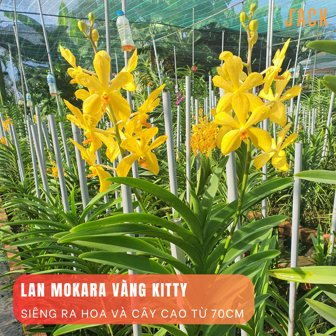  Combo 5 Cây Lan Con Mokara Nhiều Màu 