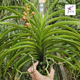  Chậu 2 Cây Lan Asco Cam - Vanda lai Ngọc Điểm Cực Siêng Hoa 