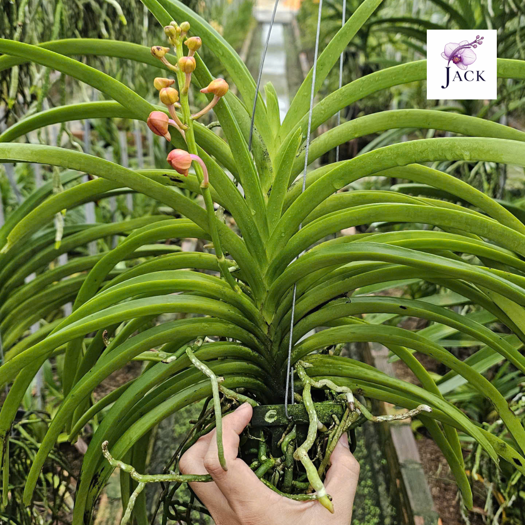  Chậu 2 Cây Lan Asco Cam - Vanda lai Ngọc Điểm Cực Siêng Hoa 
