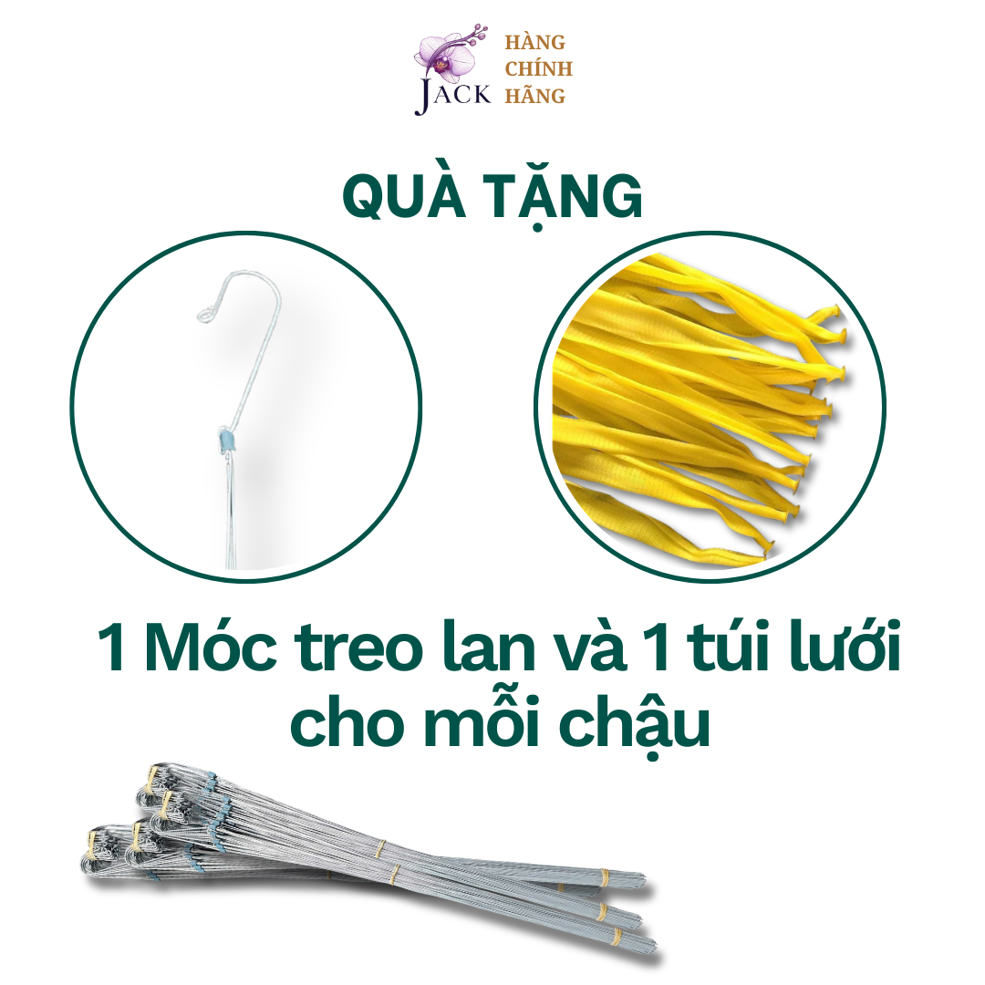  Chậu Nhựa Trồng Lan Hình Hoa Sen Jack - Nan Dày, Kèm Móc 