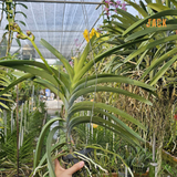  Lan Vanda Jack Tím Indigo - Quý Phái và Có Hương Thơm Thoảng 