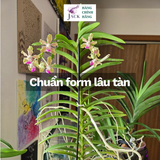  Phân bón kích hoa Lan Biothrive DOCNEEM – Ra nụ mạnh, hoa dày, màu sắc rực rõ Bình 500ml 
