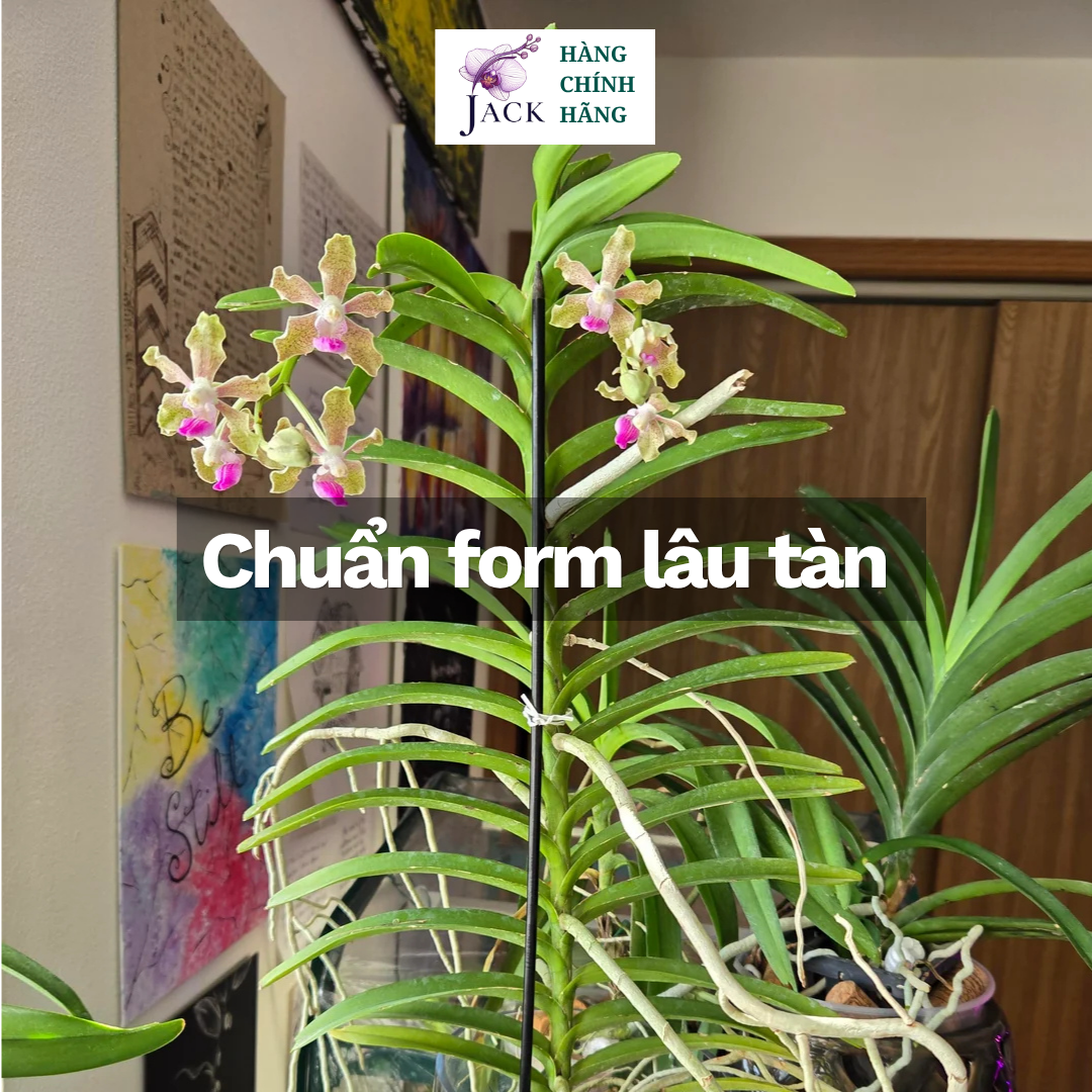  Phân bón kích hoa Lan Biothrive DOCNEEM – Ra nụ mạnh, hoa dày, màu sắc rực rõ Bình 500ml 