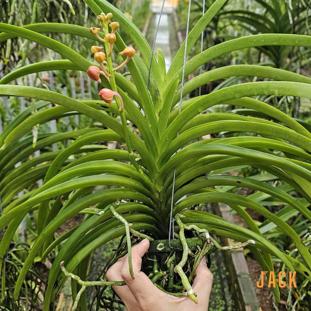  Lan Asco Cam dòng lan rực rỡ, dễ chăm, siêu sai hoa 