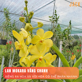  Combo 5 Cây Lan Con Mokara Nhiều Màu 