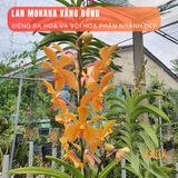  Combo 2 Cây Lan Mokara Vàng Trưởng Thành Có Sẵn Hoa 70-80cm 