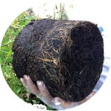  Phân bón hữu cơ rong biển DOCNEEM cho cây cảnh, lan, rau củ 