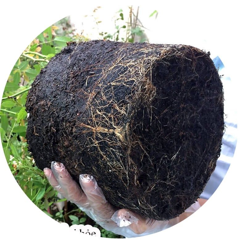  Phân bón hữu cơ rong biển DOCNEEM cho cây cảnh, lan, rau củ 