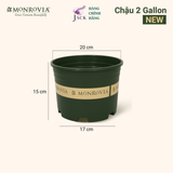  Chậu nhựa trồng cây MONROVIA Size Nhỏ 