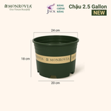  Chậu nhựa trồng cây MONROVIA Size Nhỏ 